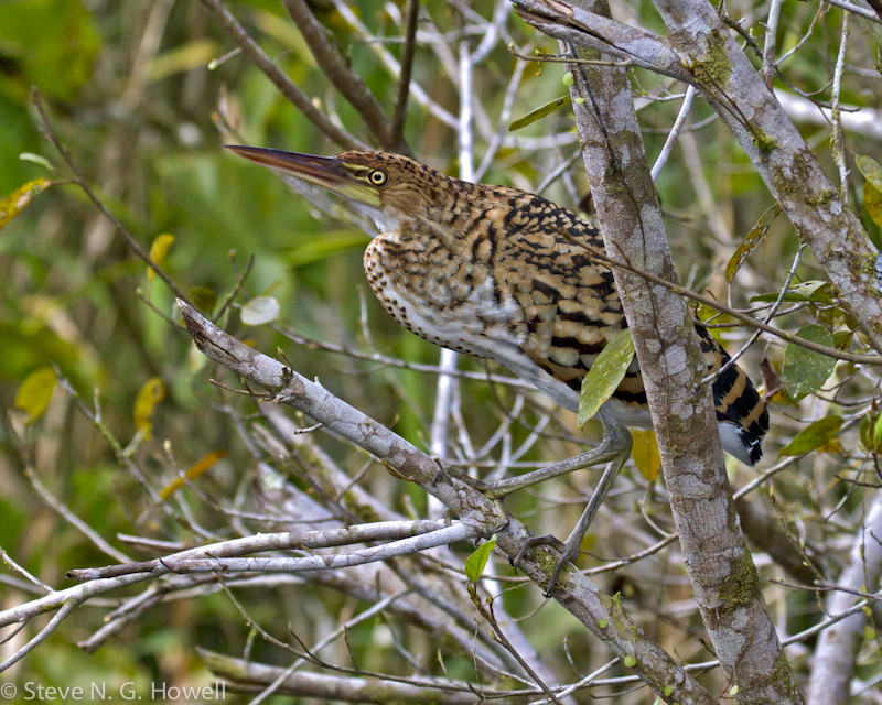 Perhaps we’ll see a boldly patterned young Rufescent Tiger-Heron…